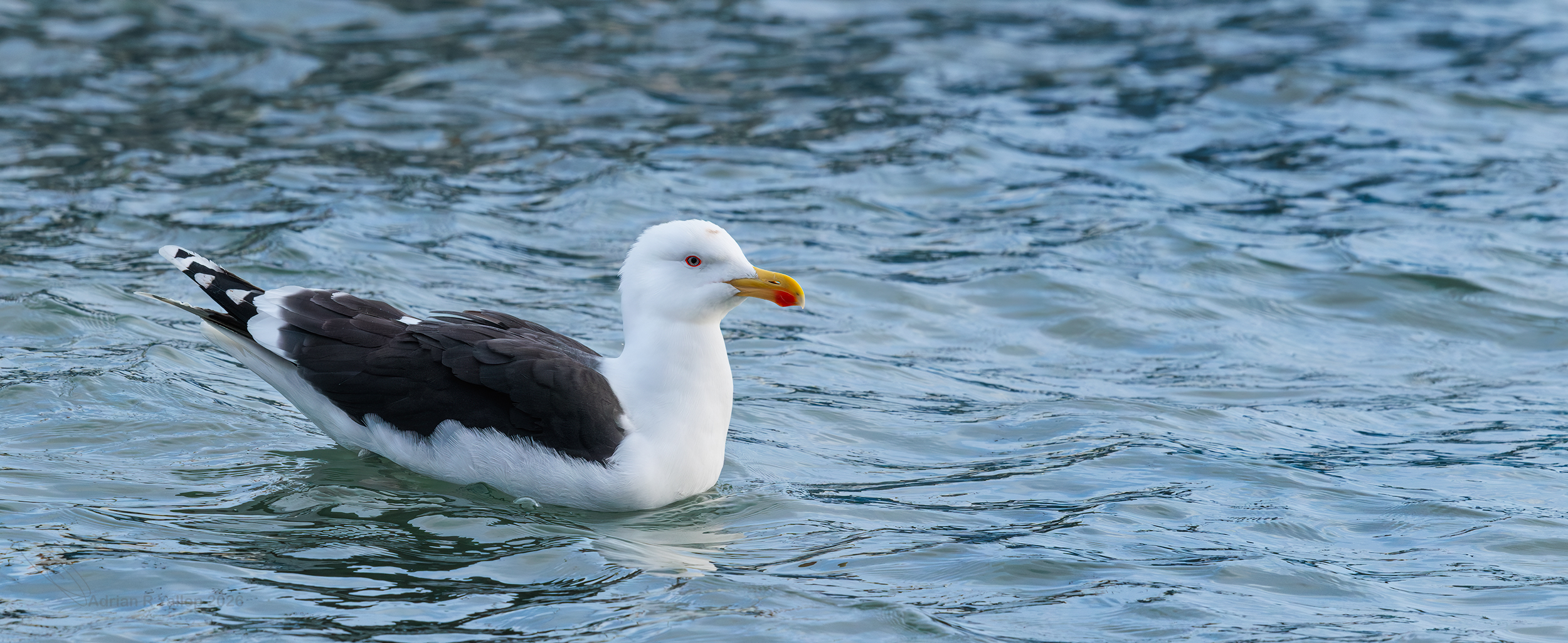Larus marina